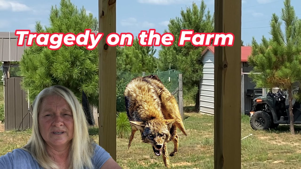 Tragedy on the farm - YouTube