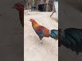 pulang linaw 💞#ayam #roosterfarm #rooster