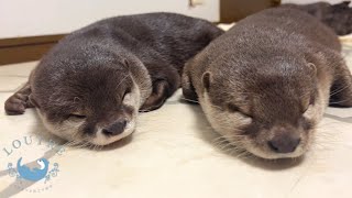 Otter Size Comparison