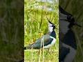 Lapwings ✨️ First time I got up close to one! #wildlife #photo #photography #wildlifephotography
