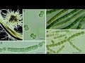 Cyanobacteria