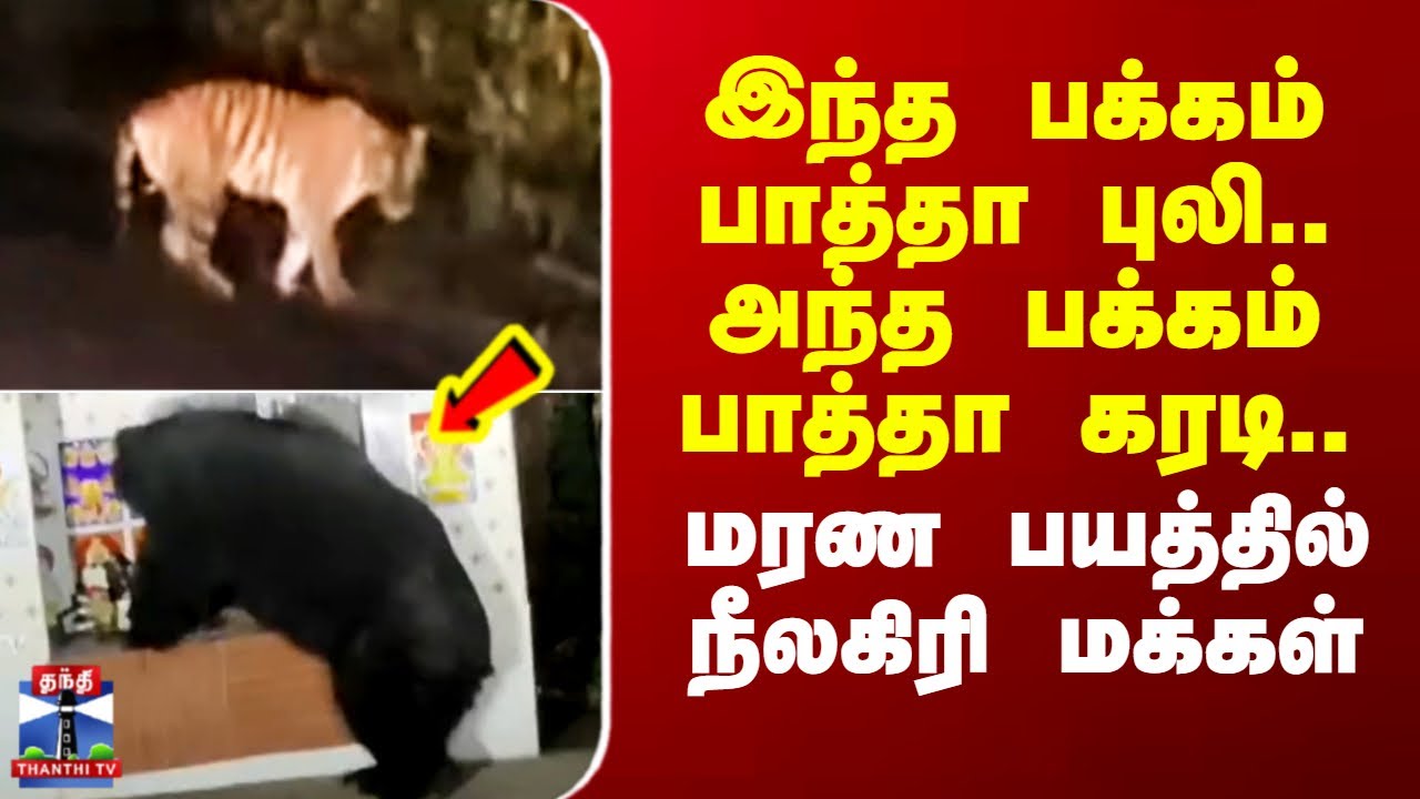 Nilgiri | Tiger | இந்த பக்கம் பாத்தா புலி.. அந்த பக்கம் பாத்தா கரடி.. மரண பயத்தில் நீலகிரி மக்கள்