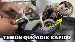 SALVANDO PLANTINHAS! COMO FAÇO PODA, VALE A PENA AGIR ANTES?