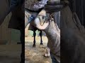 #asmr #satisfying #fypシ #equestrian #horse #trending #oddlysatisfying #tips #sculpture #europe