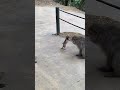 小さくかわいいニホンザルの赤ちゃん / Small and cute baby Japanese macaque（Snow monkey）