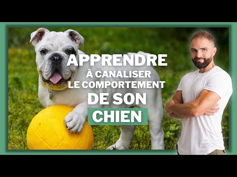 Vidéo: Comment dresser des chiots hyper hyper et facilement distraits