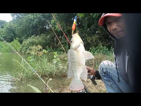 mancing-nila