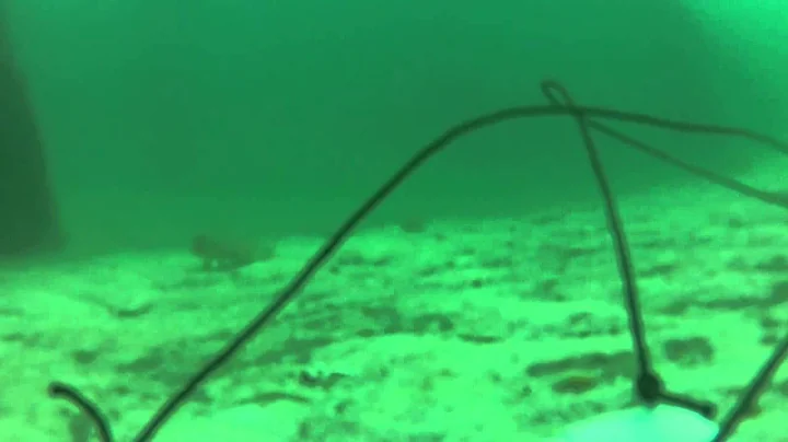 GoPro Mystery Fish Under fishing peir, thought it ...