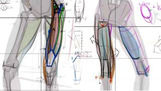 Everything you Need to Know about Leg Anatomy