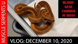 HOW TO MAKE ARCTIC GLOW BLOOD BOAS! Dec 10, 2020