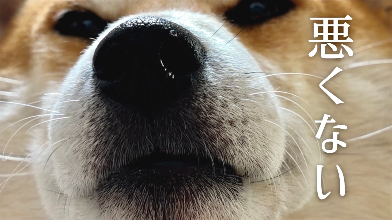 王にまで登り詰めた柴犬がコレです