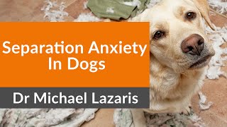 Do This To Avoid Separation Anxiety In Your Dog