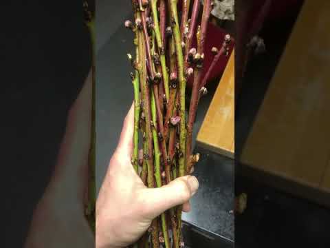 Making flower arrangements