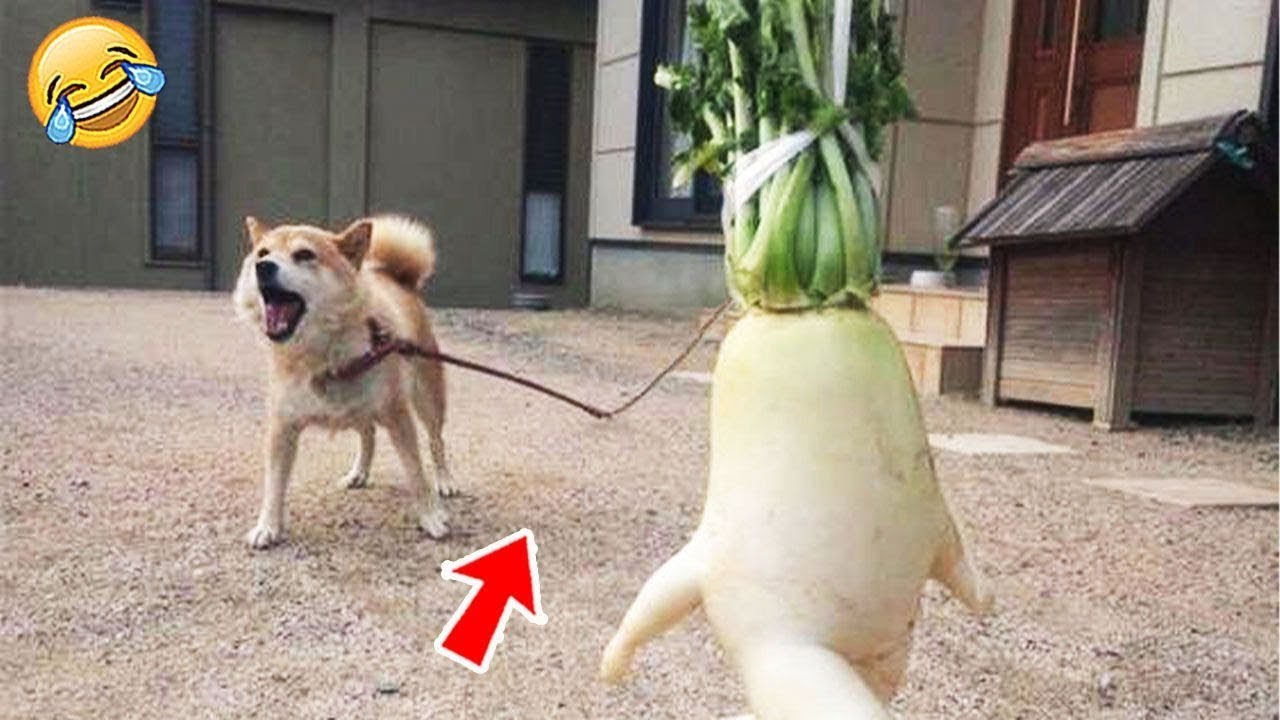 Funniest cat and dog videos 2023 youtube