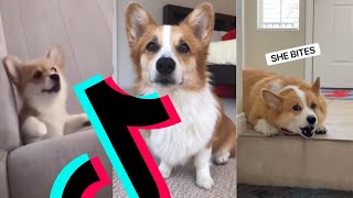 Most Awesome Corgi TikTok Compilation | Dogs Of TikTok