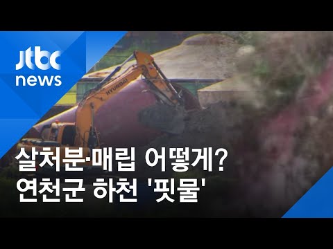 돼지 사체, 핏물 흐르는 하천…경기 <strong>연천군</strong> &amp;#39;살처분 현장&amp;#39;