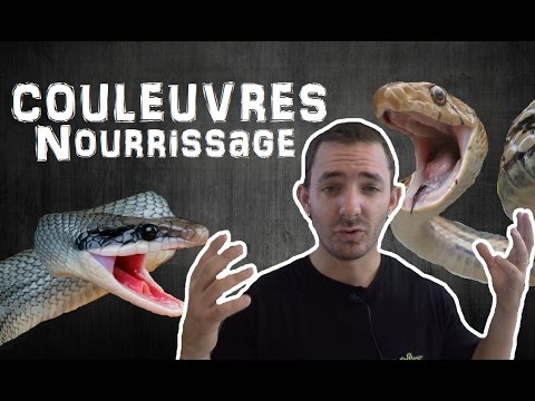 snake reptiles pictures Le retour des couleuvres en pleine action