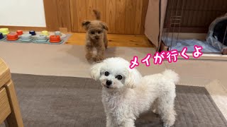 妹犬がボタンをうまく押せないと助けてあげる姉犬