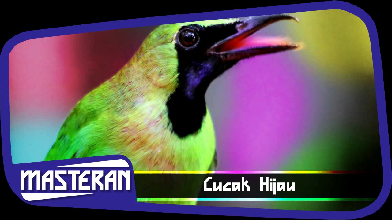 SUARA BURUNG - Masteran Terbaik Cucak Ijo | Song 28 