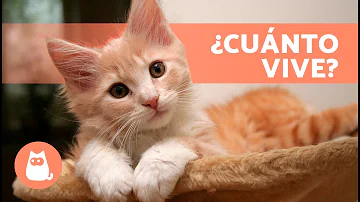 ¿Cuánto viven los gatos de interior?