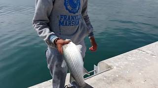 اصطياد اكبر سمكة البوري - Biggest Mullet i Ever Caught