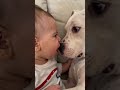 Baby Angry On Dog Funny Moment #dogfight #dogfunnyvideo