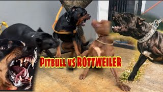 MUSSO DITERKAM ANJING ROTTWEILER ‼