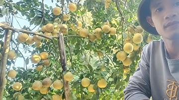 bưởi diễn đang nở hoa có phun được thuốc sâu, thuốc nấm không.0348084682