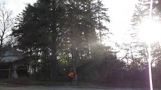 Dead Maple tree disintegrates on impact! Watch to the end