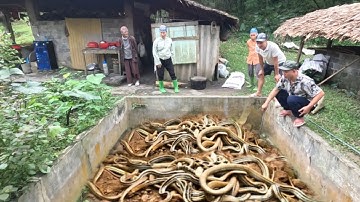 Cuộc Gọi Khẩn Cấp Của Bà Lão Khi Phát Hiện Đàn Rắn Bị Mắc Kẹt Dưới Bể Nước