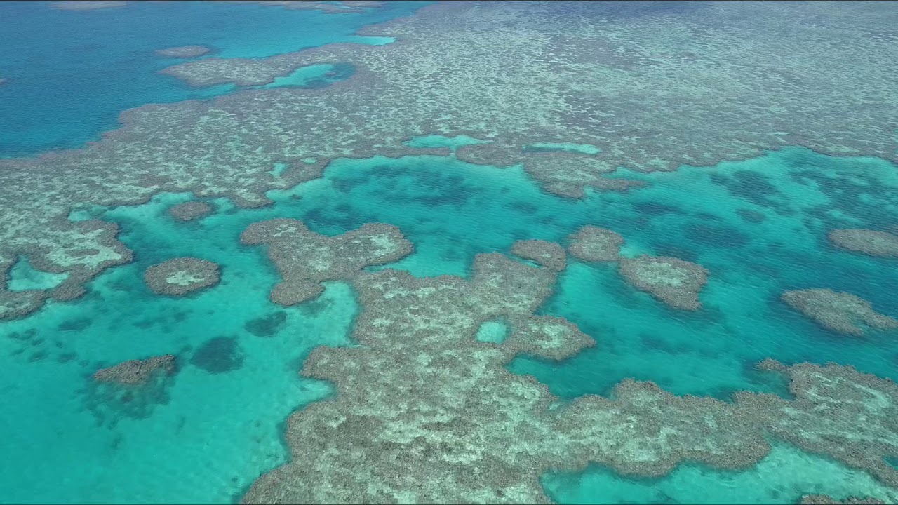 Great Barrier Reef: Bait Reef off Hamilton Island - YouTube