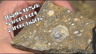 20 фактов  о  Прокопьевске | Палеонтологический памятник природы в Прокопьевске