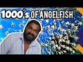 Angelfish  ganesh elgeti