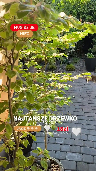 Najtańsze drzewko do donic !  musisz je mieć.  #garden #ogrod #gardening #plants