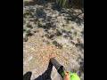Cleaning Leaves with a Leaf Blower | Yard Maintence