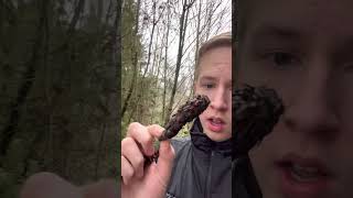 Pine cone throwing tutorial