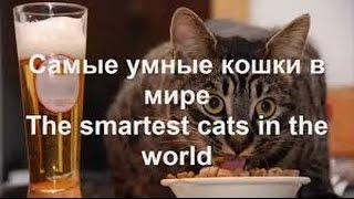 Умные кошки ( коты) Юмор коты , кошки , котята 2017 Умные кошки ( коты) Юмор коты , кошки , котята 2017