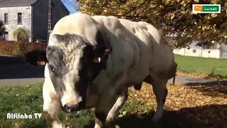 الأبقار البلجيكية الزرقاء | أهم مميزاتها