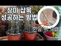 장미 삽목 성공하는 방법 | 과연 한달 뒤에 뿌리가 내릴까? | 장미삽목하기 |  [엄마와 딸 다육TV]