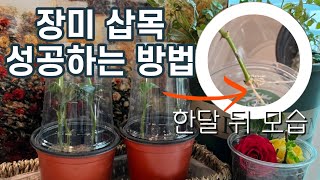 장미 삽목 성공하는 방법 | 과연 한달 뒤에 뿌리가 내릴까? | 장미삽목하기 |  [엄마와 딸 다육TV]