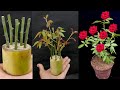 How to grow Rose plant from cutting in Banana Tree Trunk