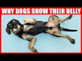 Real Reason Why Dogs Expose Their Belly (6 Reasons You Should Know)