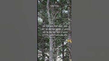 سورة البقرة الآية 216