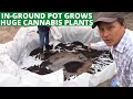 How to build an inground pot to grow huge cannabis plants