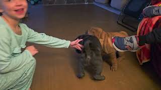 Chinese SharPei Mom and Dad have Family Playtime with their Puppies! #puppies #sharpei #adorable