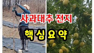 사과대추 전지 핵심만 정리했습니다 (이것만 알면 됩니다)