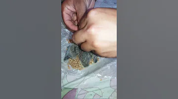 إطعام صغار طائر اليمامة البري Feeding The Young Dove اشتركو في قناتي لنشر المزيد 