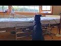 Loyal dog waits by his owners empty hospital bed not realizing that he is gone forever