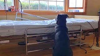 Loyal Dog Waits By His Owner’s Empty Hospital Bed, Not Realizing That He Is Gone Forever by Watchjojo Animals 4,483 views 3 years ago 5 minutes, 31 seconds