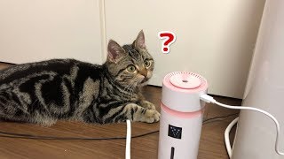 初めての加湿器に不思議そうな反応をする子猫